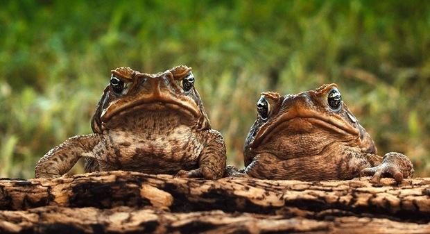 Toads and frogs - Toad, Frogs, Amphibians, Longpost