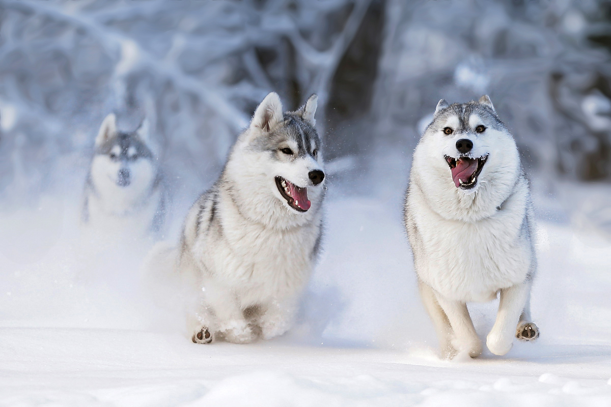 In the native element - Photo, Dog, Husky, Snow, Winter, Longpost