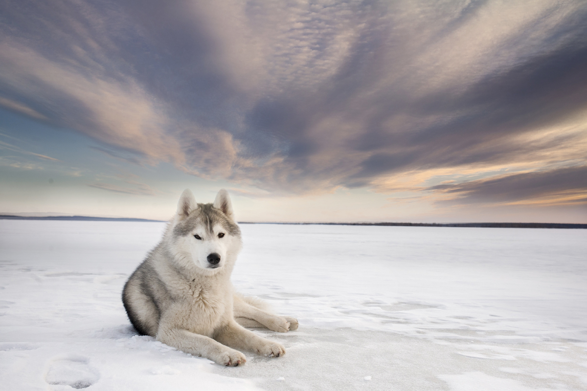 In the native element - Photo, Dog, Husky, Snow, Winter, Longpost