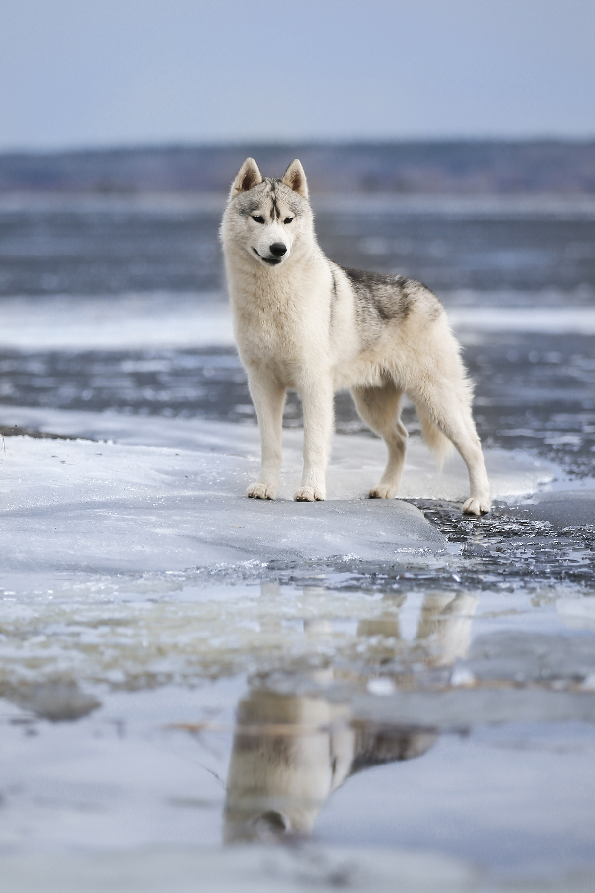 In the native element - Photo, Dog, Husky, Snow, Winter, Longpost