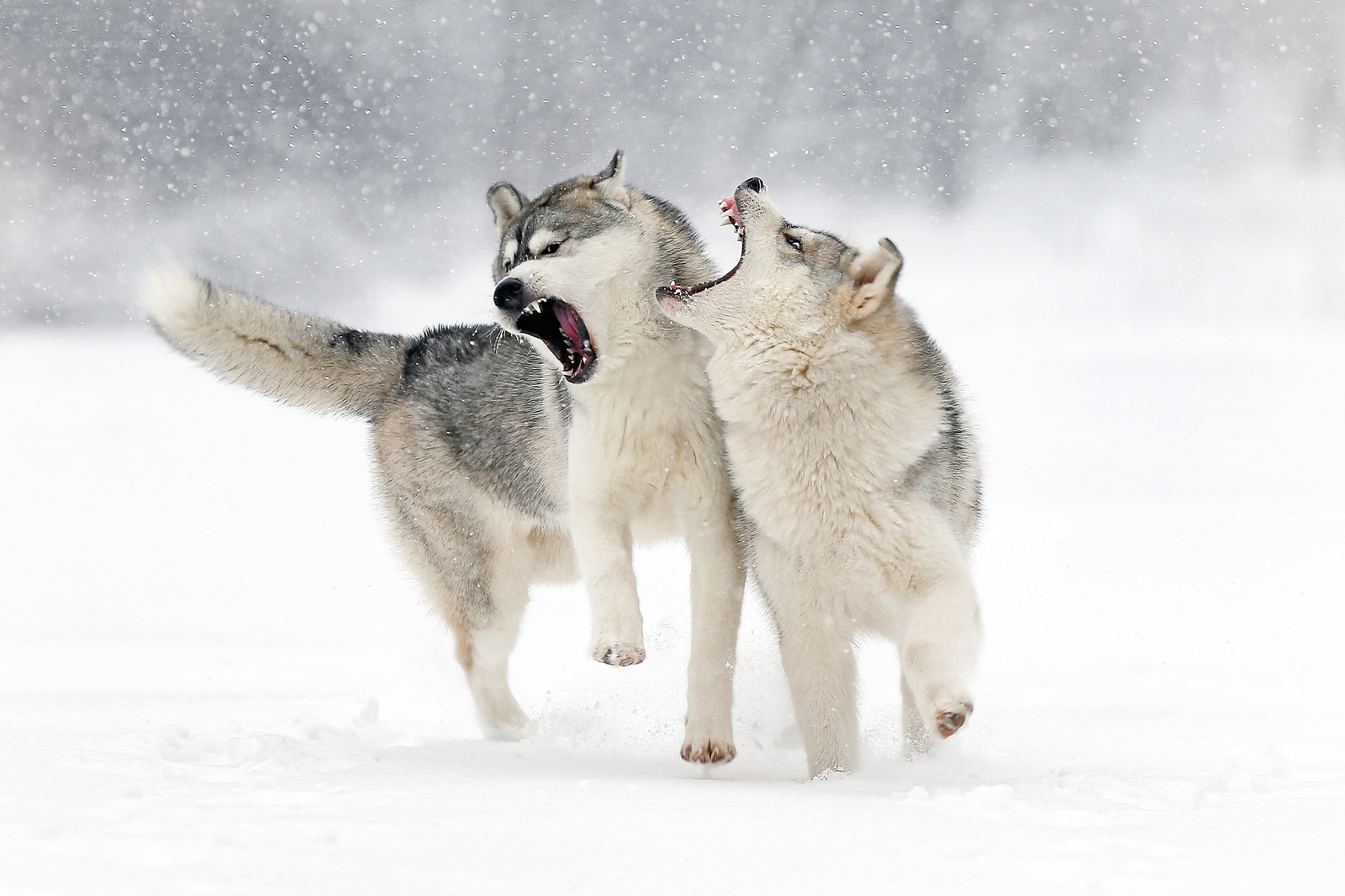 In the native element - Photo, Dog, Husky, Snow, Winter, Longpost