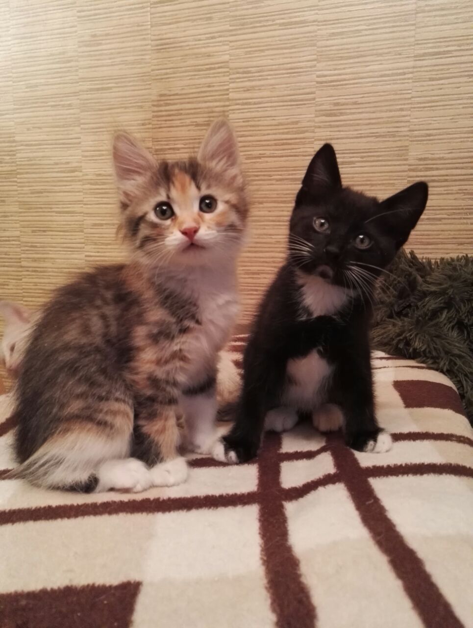 Kittens looking for a home - cat, In good hands, , , Help, Moscow, , Longpost