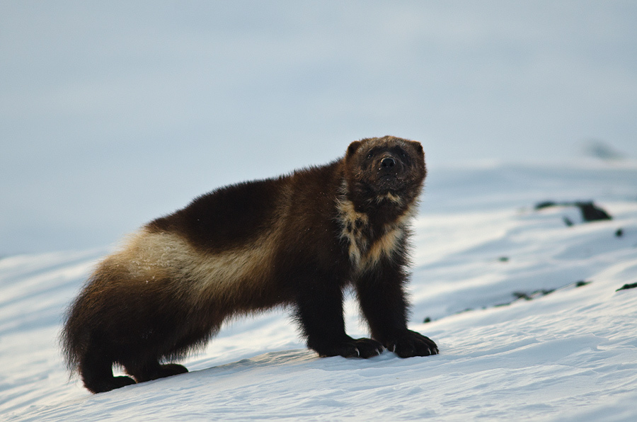 Chukchi wolverines - Chukotka, Winter, Longpost, The photo, Wolverines