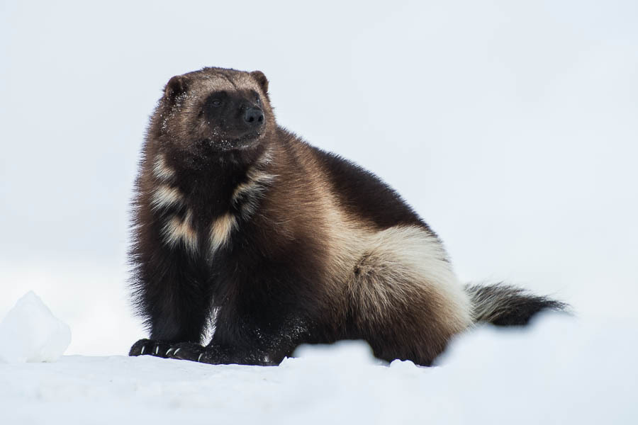 Chukchi wolverines - Chukotka, Winter, Longpost, The photo, Wolverines