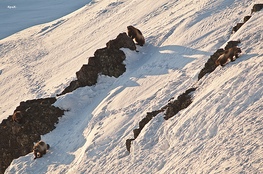 Chukchi wolverines - Chukotka, Winter, Longpost, The photo, Wolverines