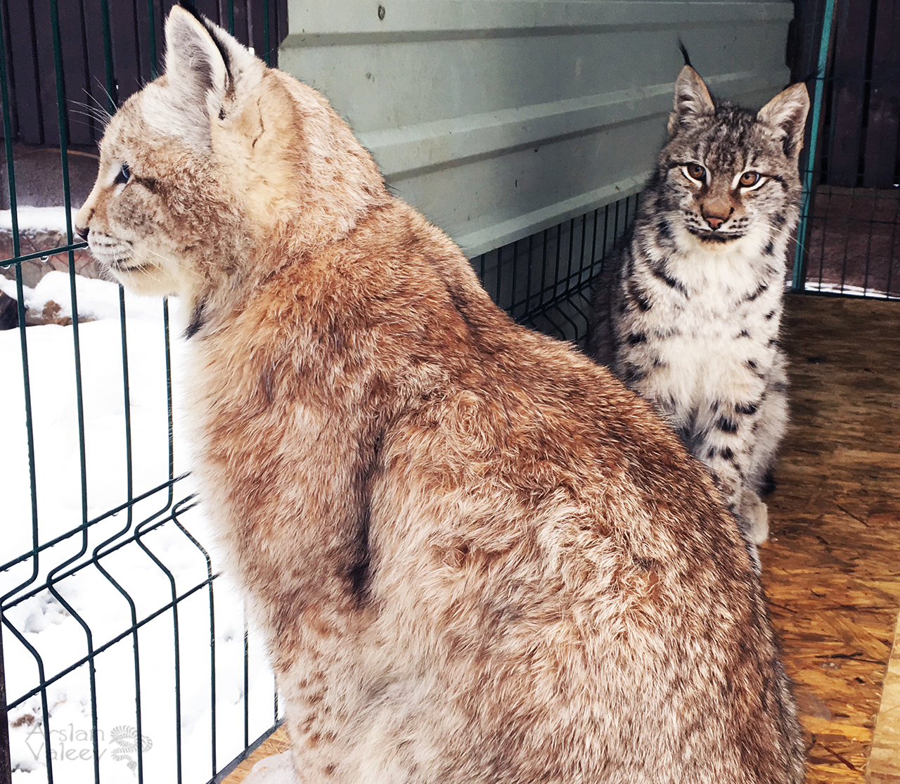 The story of the acquaintance of two lynxes - My, Lynx, Umka, Katyavaleeva, Video