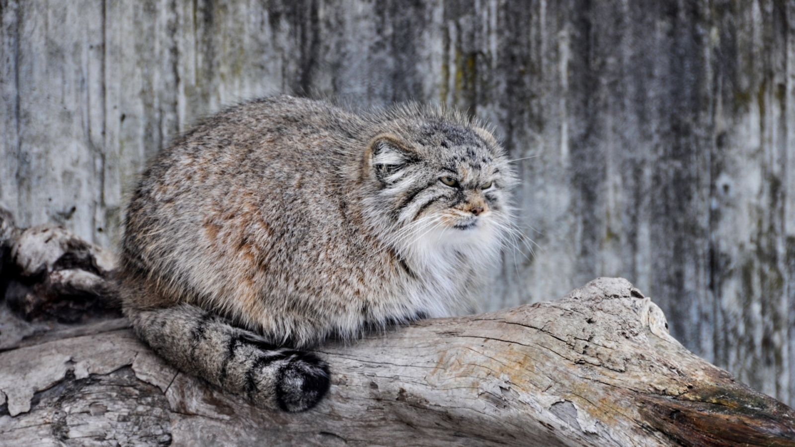 Every time I look at photos of a manul, I can't understand how it can be smaller than a normal cat???!! - cat, Catomafia, Wild animals, Pallas' cat