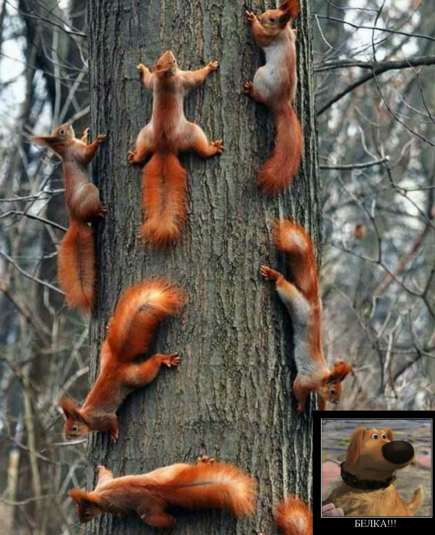 Squirrel! - Squirrel, Up