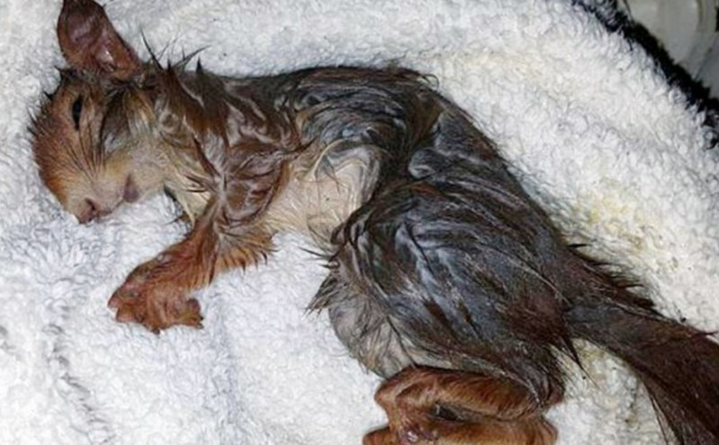 In the city of Munich in southern Germany, passers-by rescued a squirrel stuck in a manhole cover. - Squirrel, Munich, The rescue, Luke, Longpost