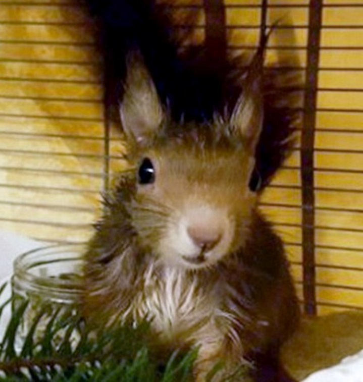 In the city of Munich in southern Germany, passers-by rescued a squirrel stuck in a manhole cover. - Squirrel, Munich, The rescue, Luke, Longpost