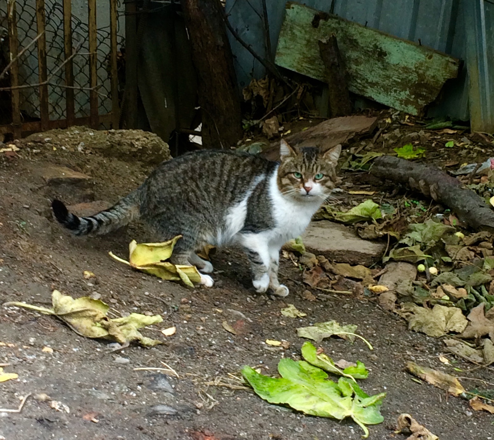 Crimean little animals - My, cat, Piggy, Dog, Crimea, Yalta, Animals, Tramp, Autumn, Longpost