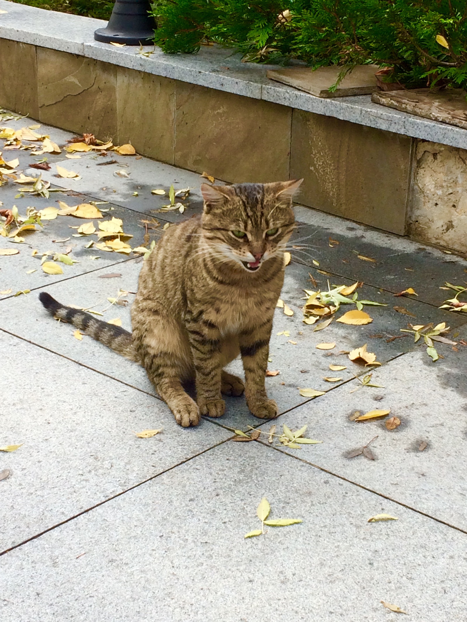 Crimean little animals - My, cat, Piggy, Dog, Crimea, Yalta, Animals, Tramp, Autumn, Longpost