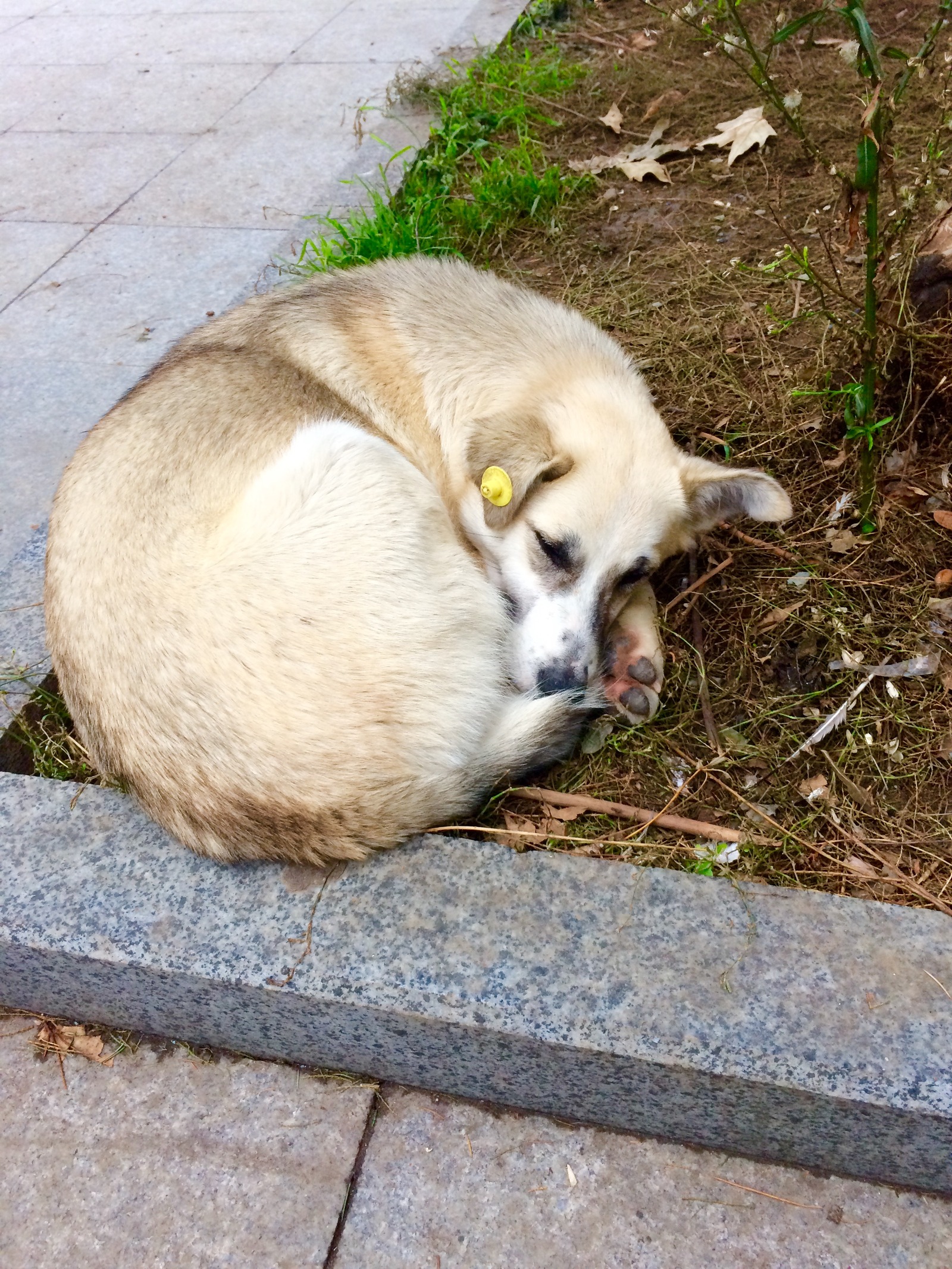 Crimean little animals - My, cat, Piggy, Dog, Crimea, Yalta, Animals, Tramp, Autumn, Longpost