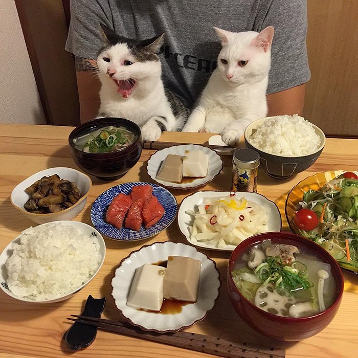 The reaction of two cats to the food of their owners - , Food, Longpost, cat