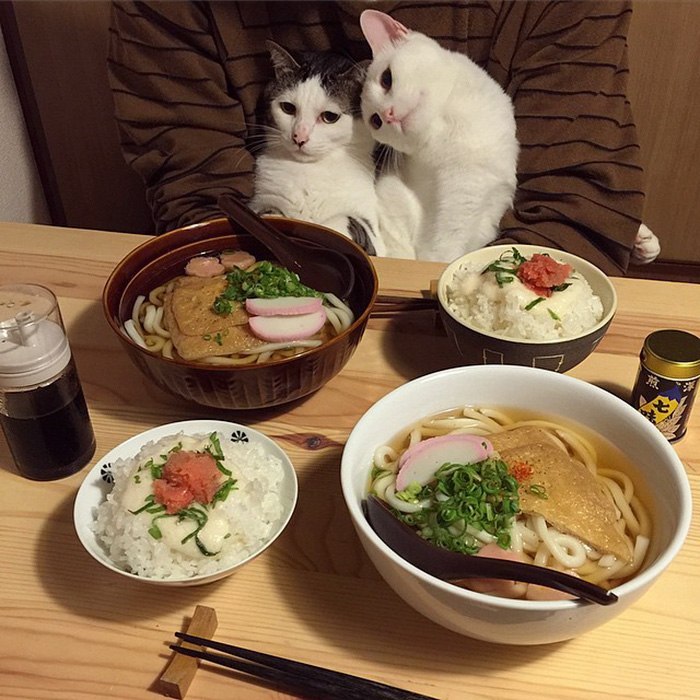 The reaction of two cats to the food of their owners - , Food, Longpost, cat