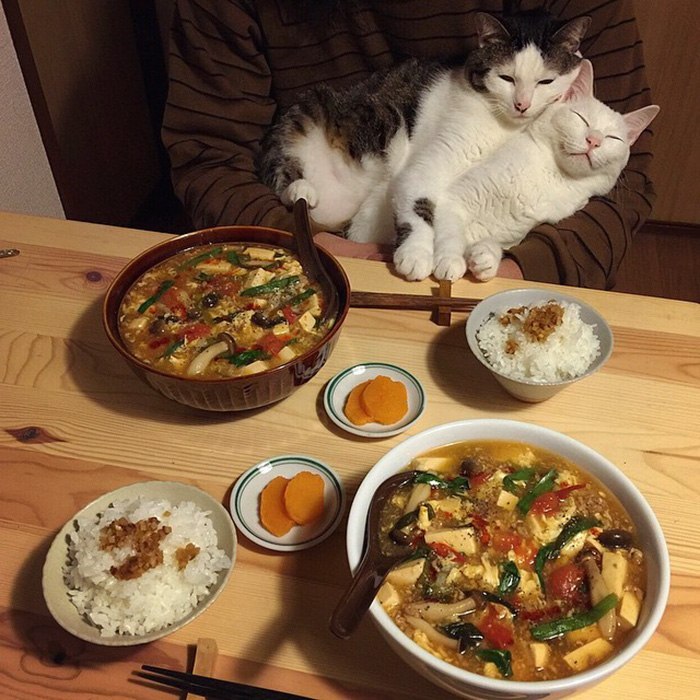 The reaction of two cats to the food of their owners - , Food, Longpost, cat