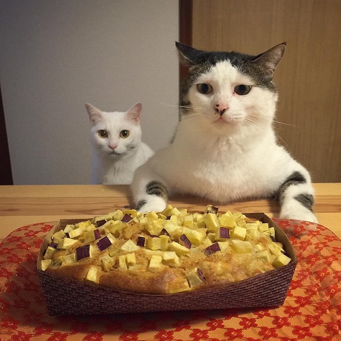 The reaction of two cats to the food of their owners - , Food, Longpost, cat