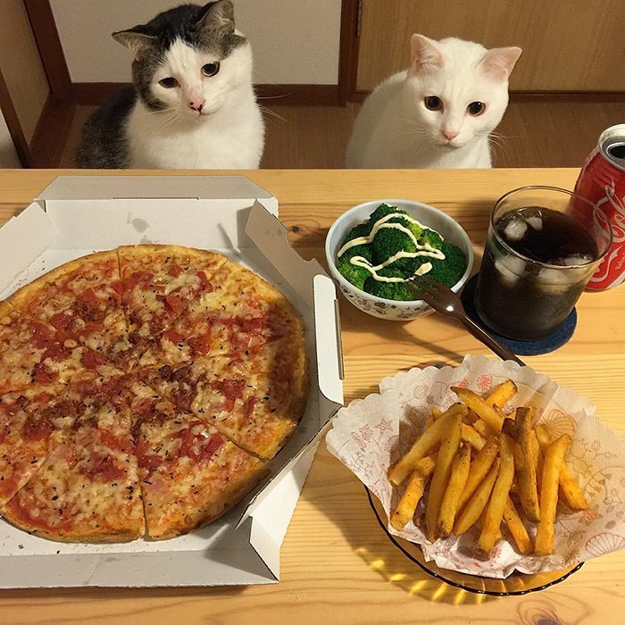 The reaction of two cats to the food of their owners - , Food, Longpost, cat