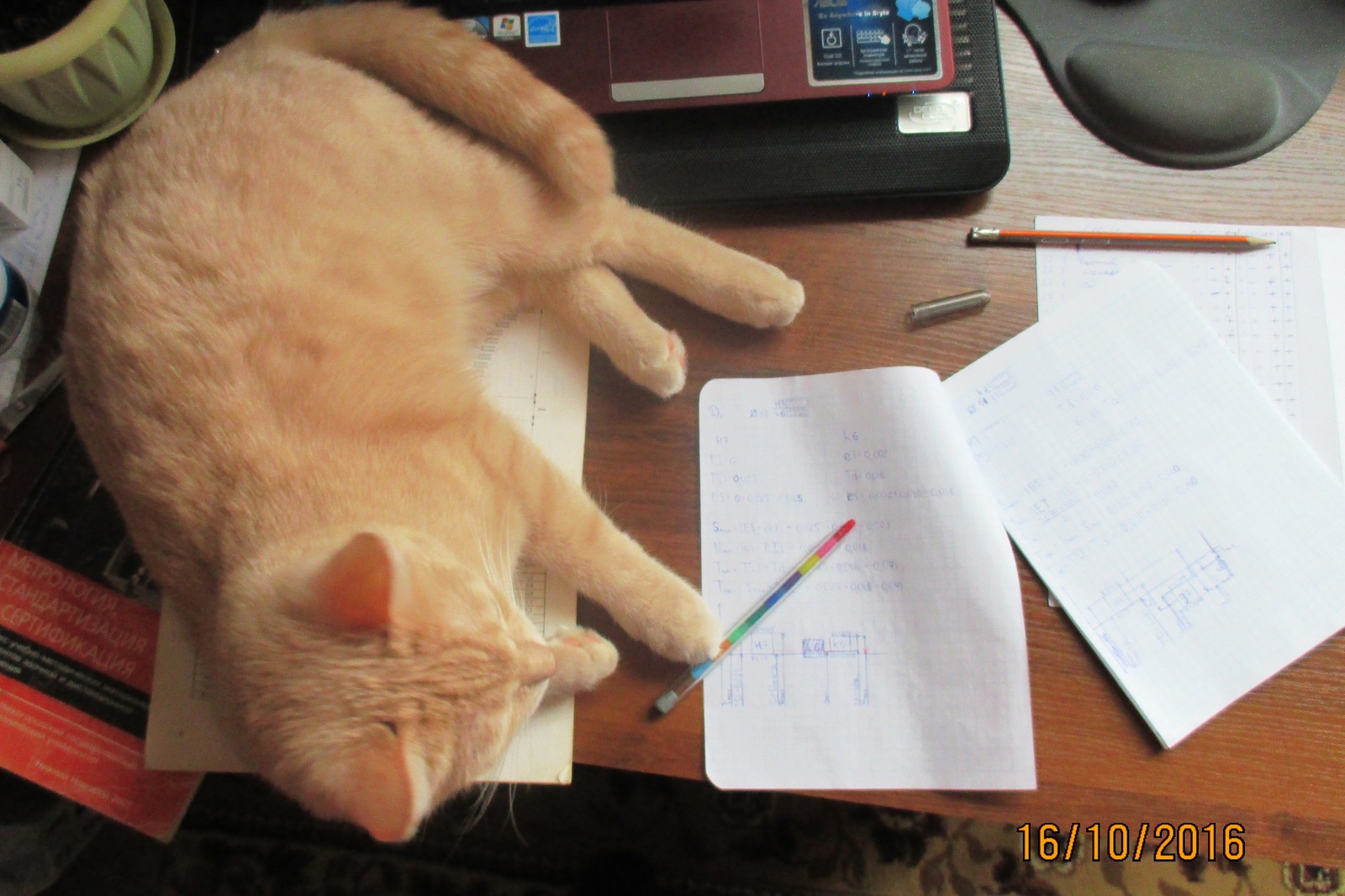 Who checks student work? Do you think the teacher? It's me who works day and night ... - My, , Проверка, Student body, Cat Persik, cat, Students