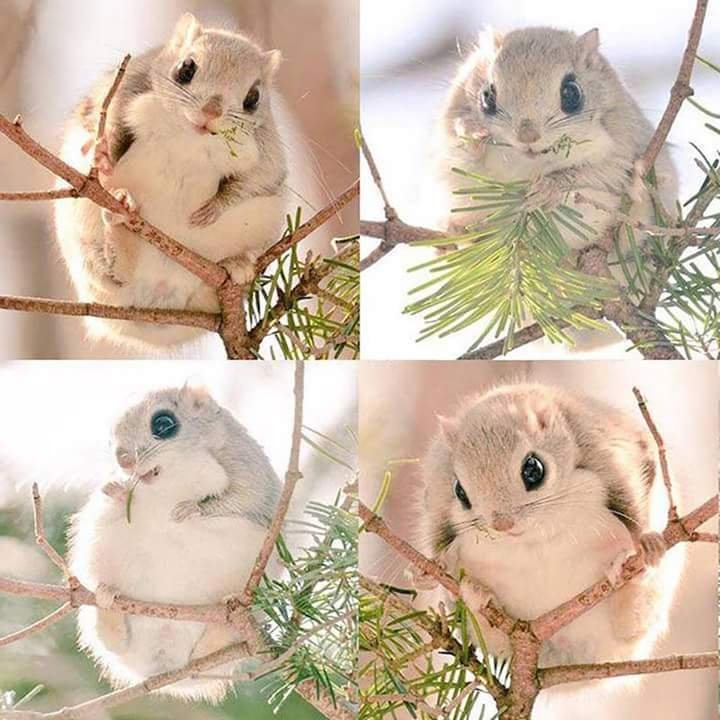 Such cuties can only be found on the island of Hokkaido, Japan. - Japan, Milota, Reddit, Not mine