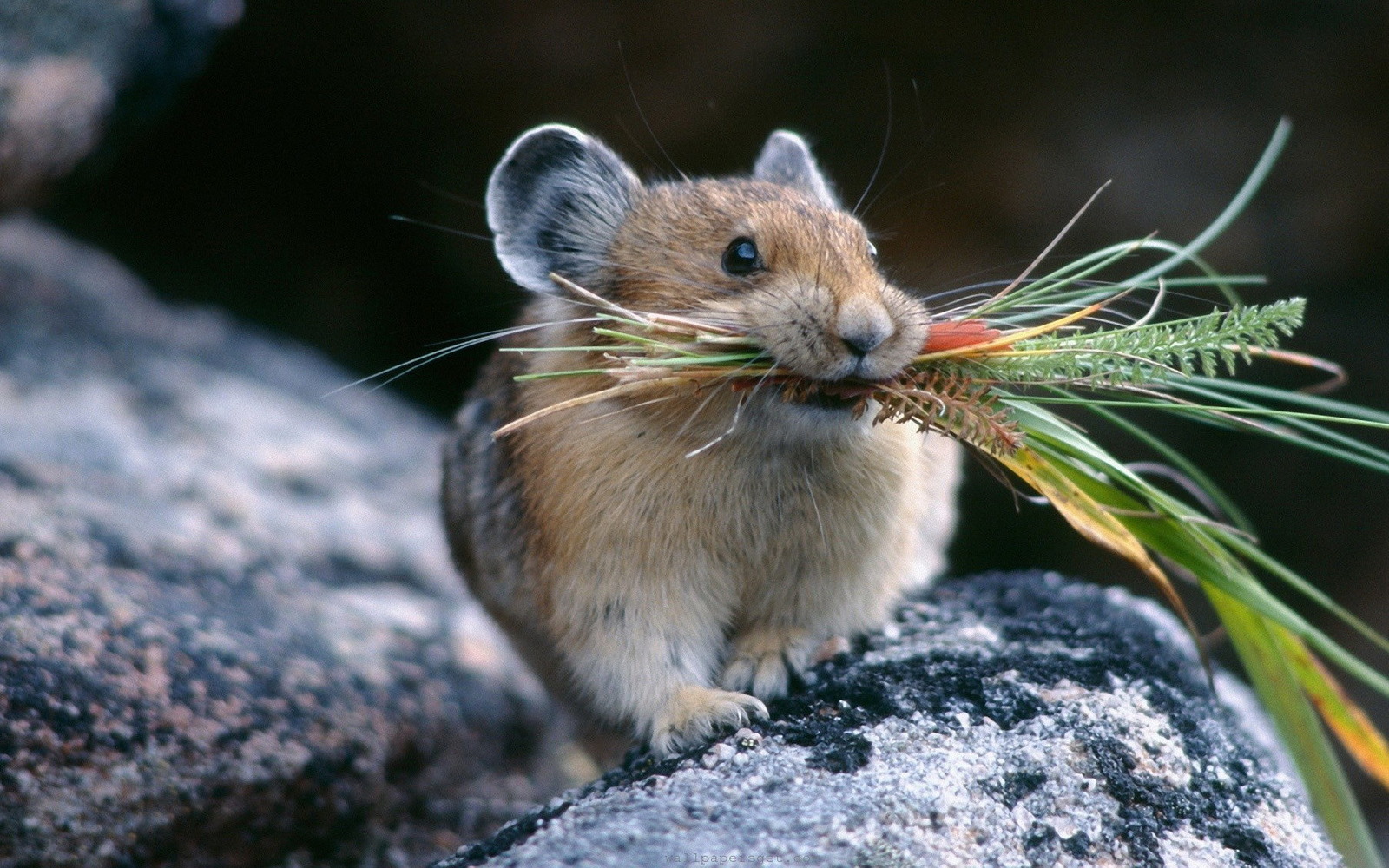 wonderful animal - Mouse, Photo, beauty, Good, Kindness