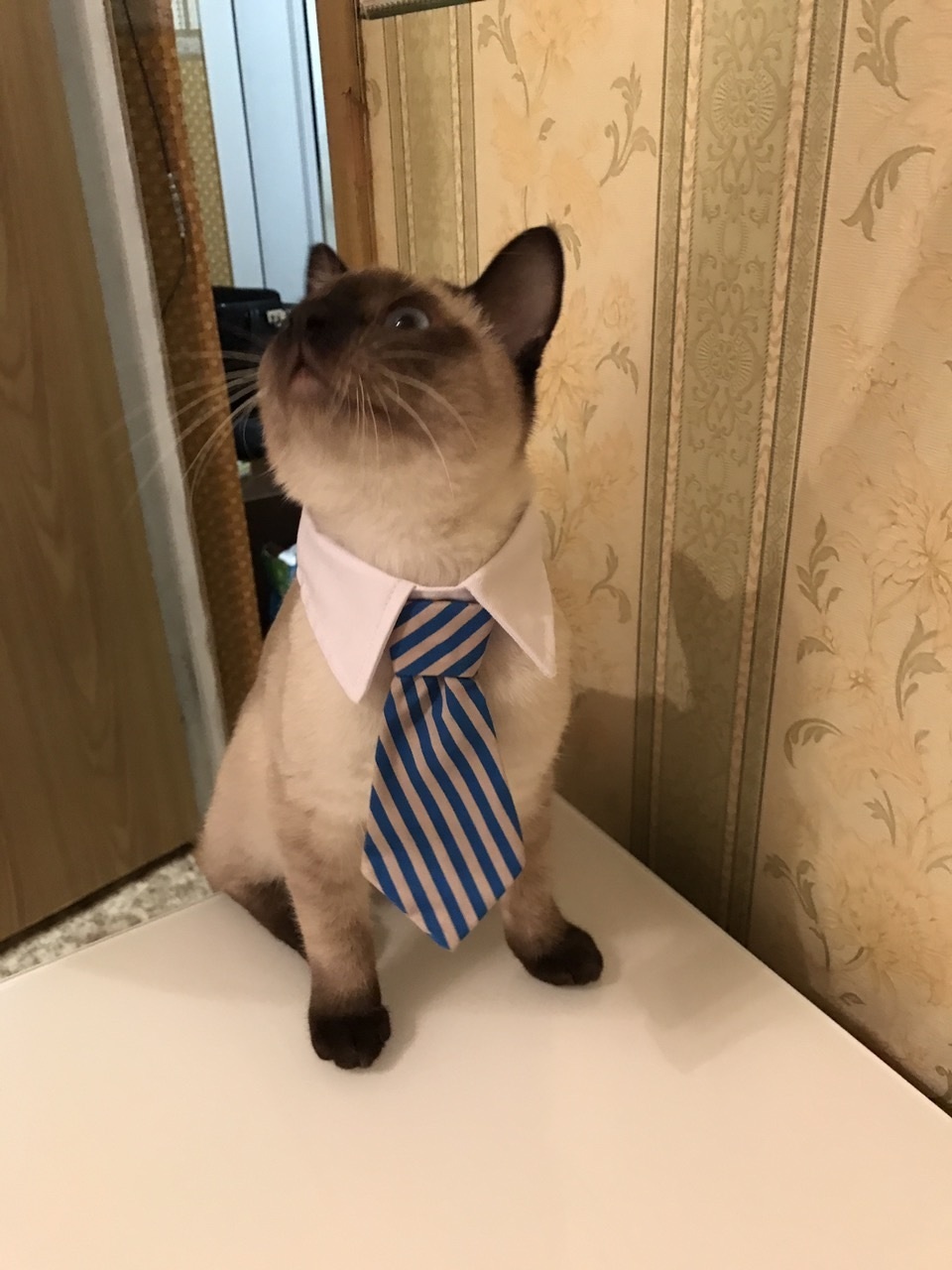 And the Internet reached our village :) - My, cat, Workers, AliExpress, Tie, Longpost