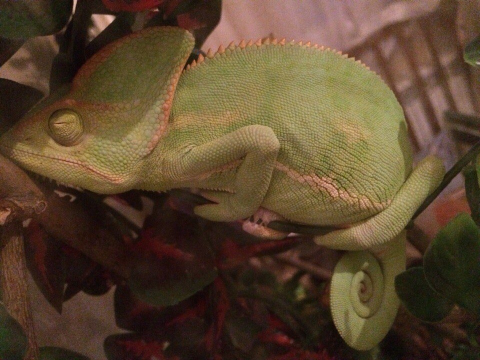 In response to @pyshchpyshch's post about changing the color of a chameleon. - My, Chameleon, Terrariumistics, Reptiles, Longpost