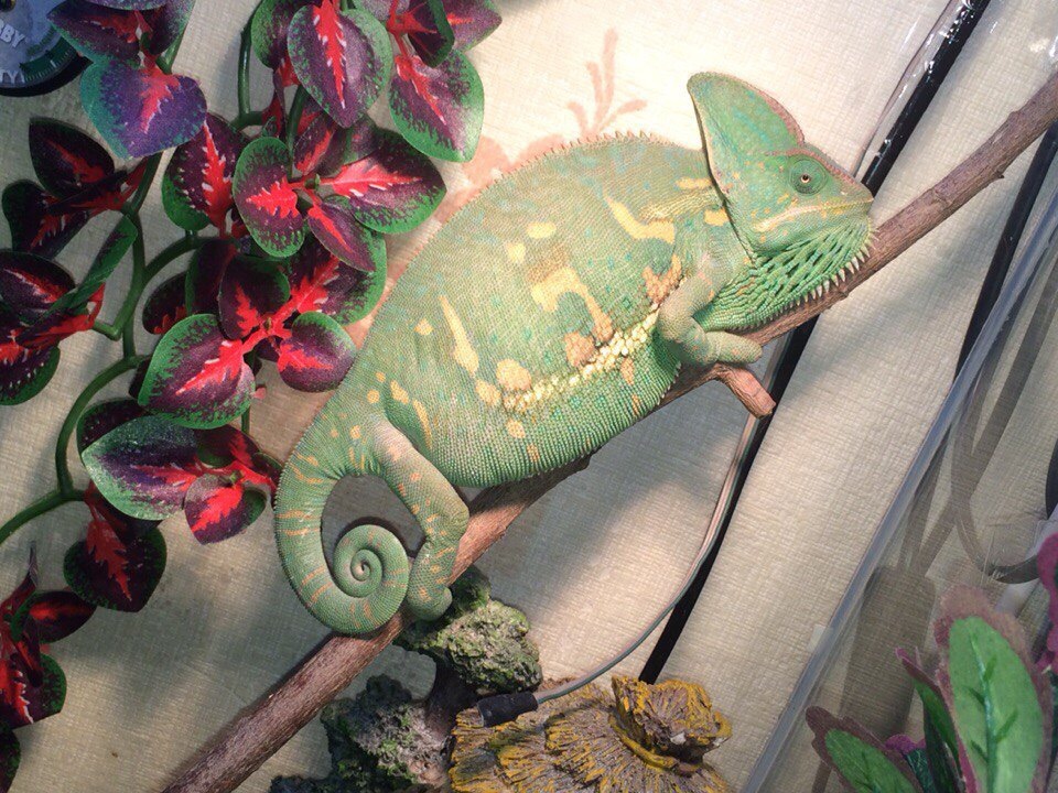 In response to @pyshchpyshch's post about changing the color of a chameleon. - My, Chameleon, Terrariumistics, Reptiles, Longpost