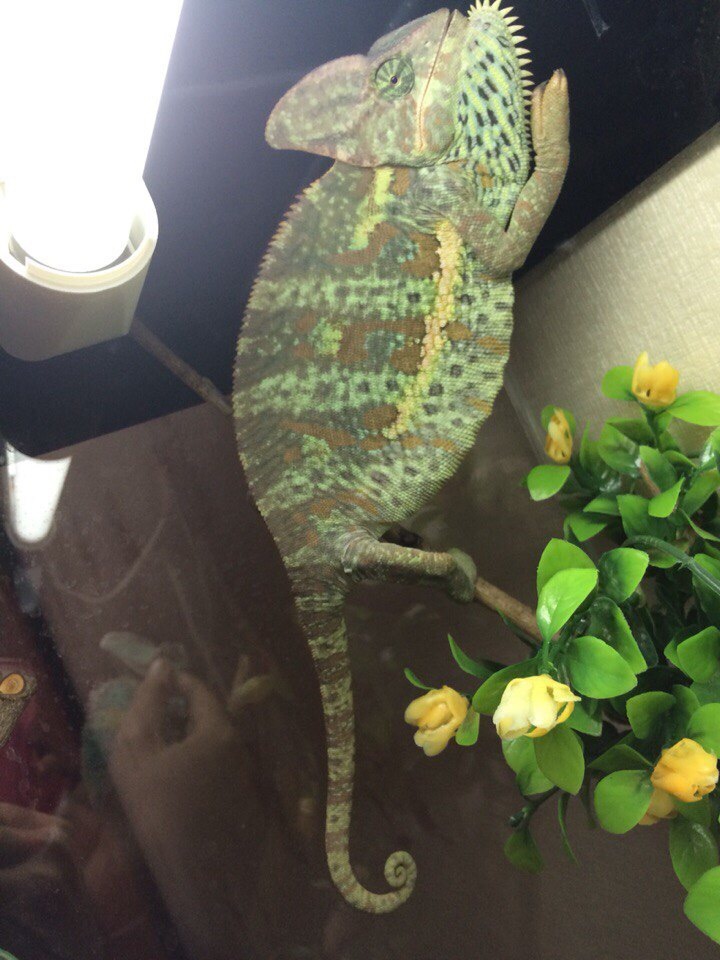 In response to @pyshchpyshch's post about changing the color of a chameleon. - My, Chameleon, Terrariumistics, Reptiles, Longpost