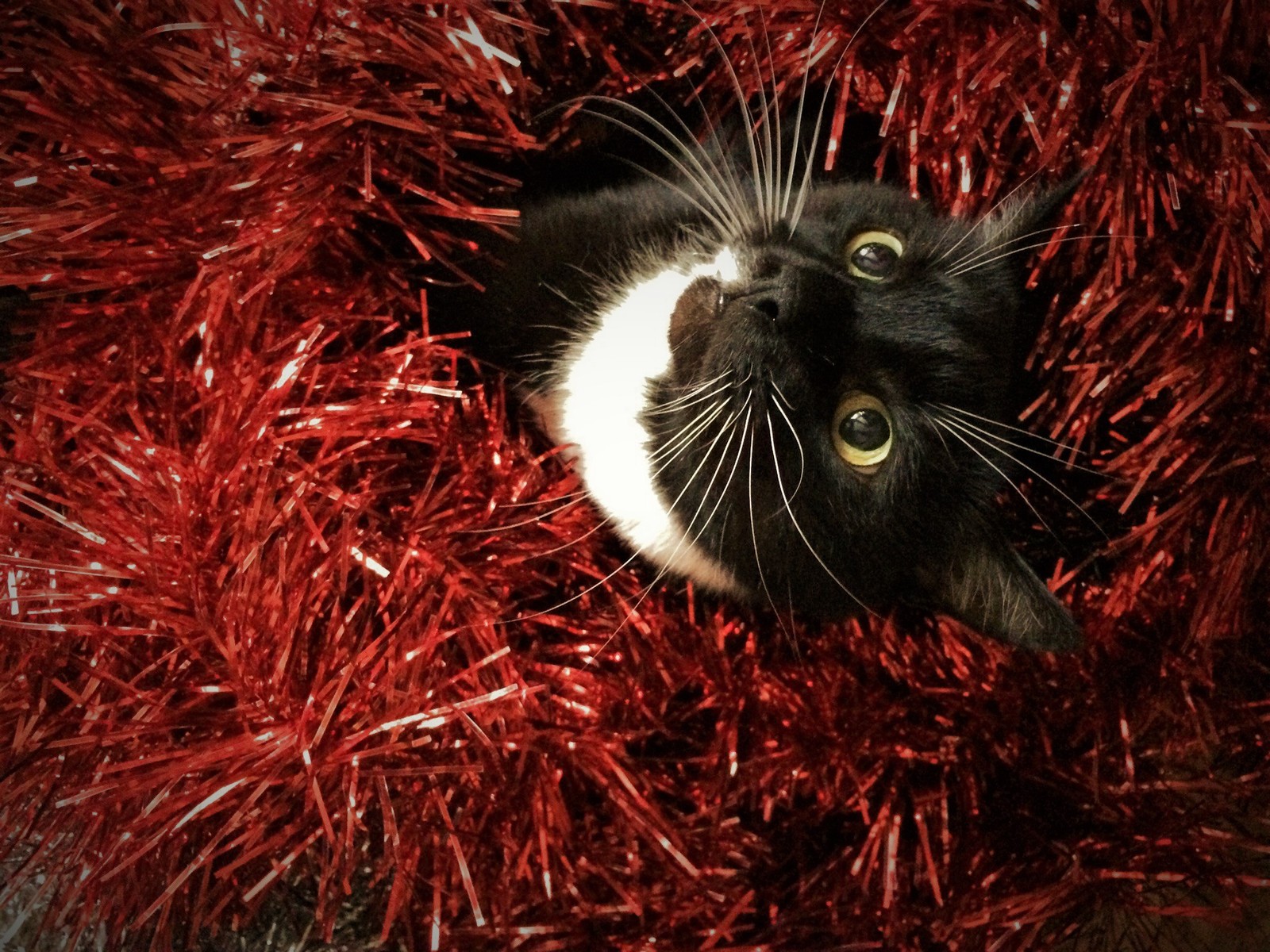 Christmas cat ^_^ - cat, Photo, Tinsel, New Year