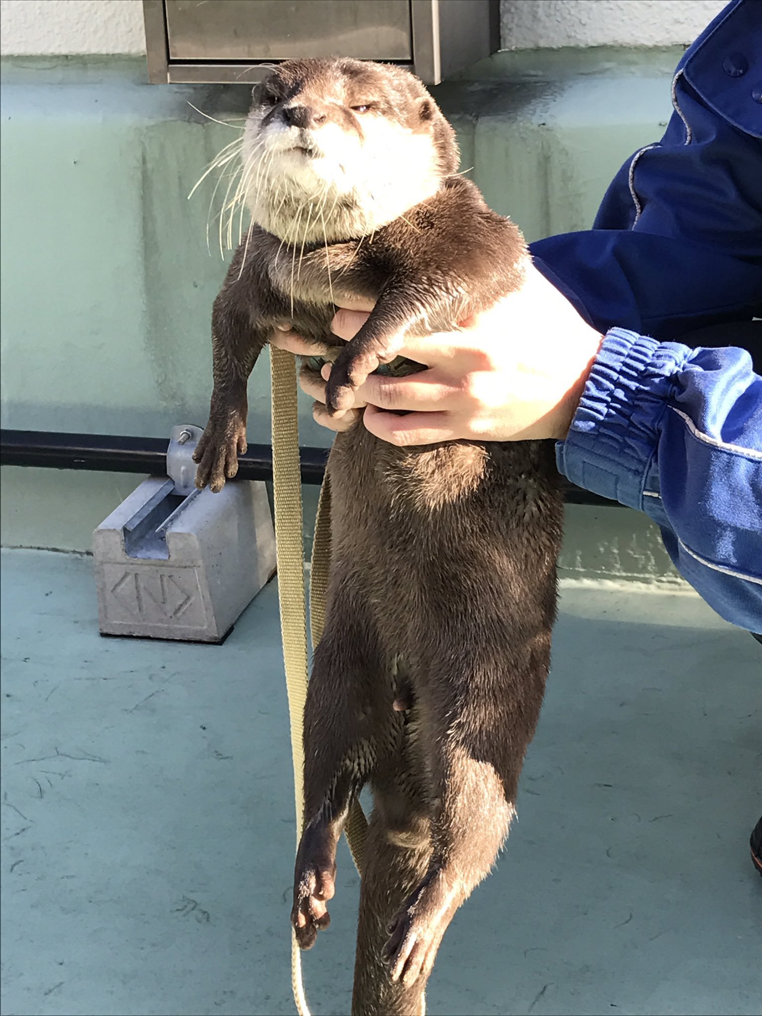 Monday Otter - Otter, Otters, Milota, Animals