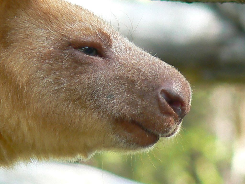 Kangaroo Goodfellow (lat. Dendrolagus goodfellowi) - Kangaroo, Goodfellow, Longpost, Video