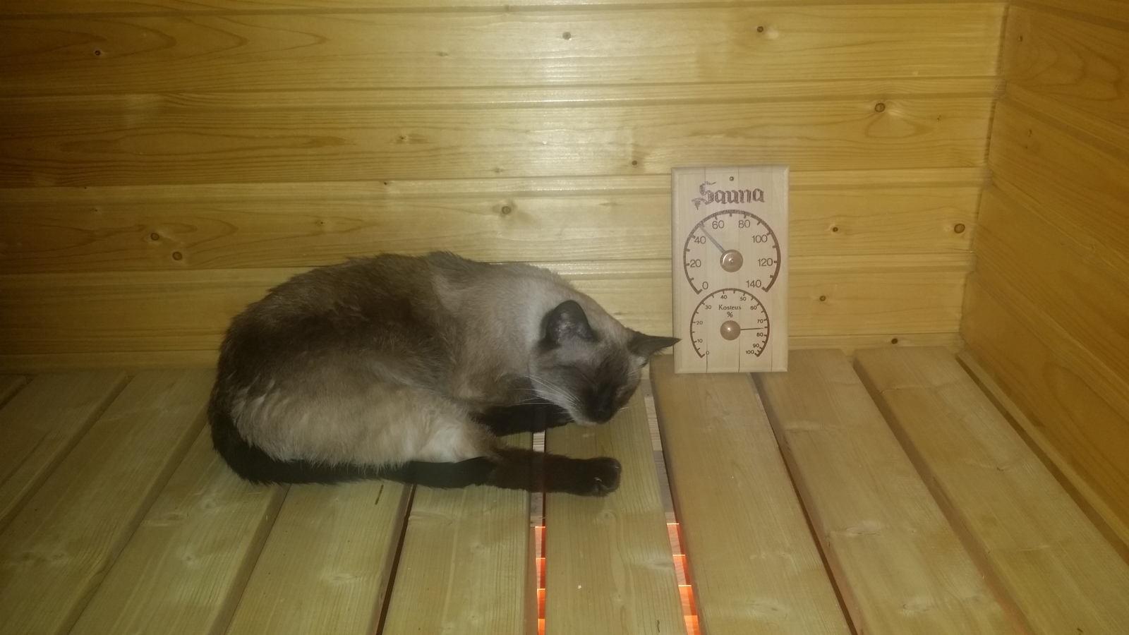 Thai cat loves the sauna very much. - My, Thai cat, cat, Sauna, 