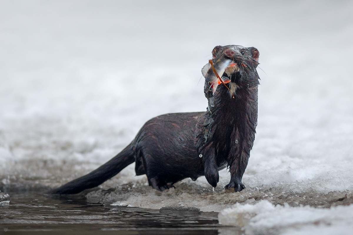 Winter fishing - Photo, Mink, Fishing, A fish, Winter