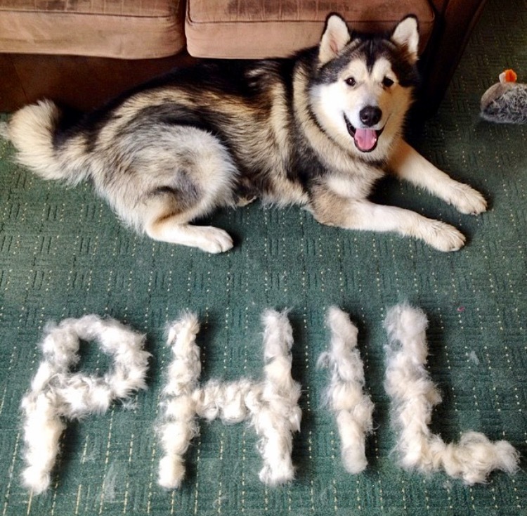 Much dog. Собака имя Фил.