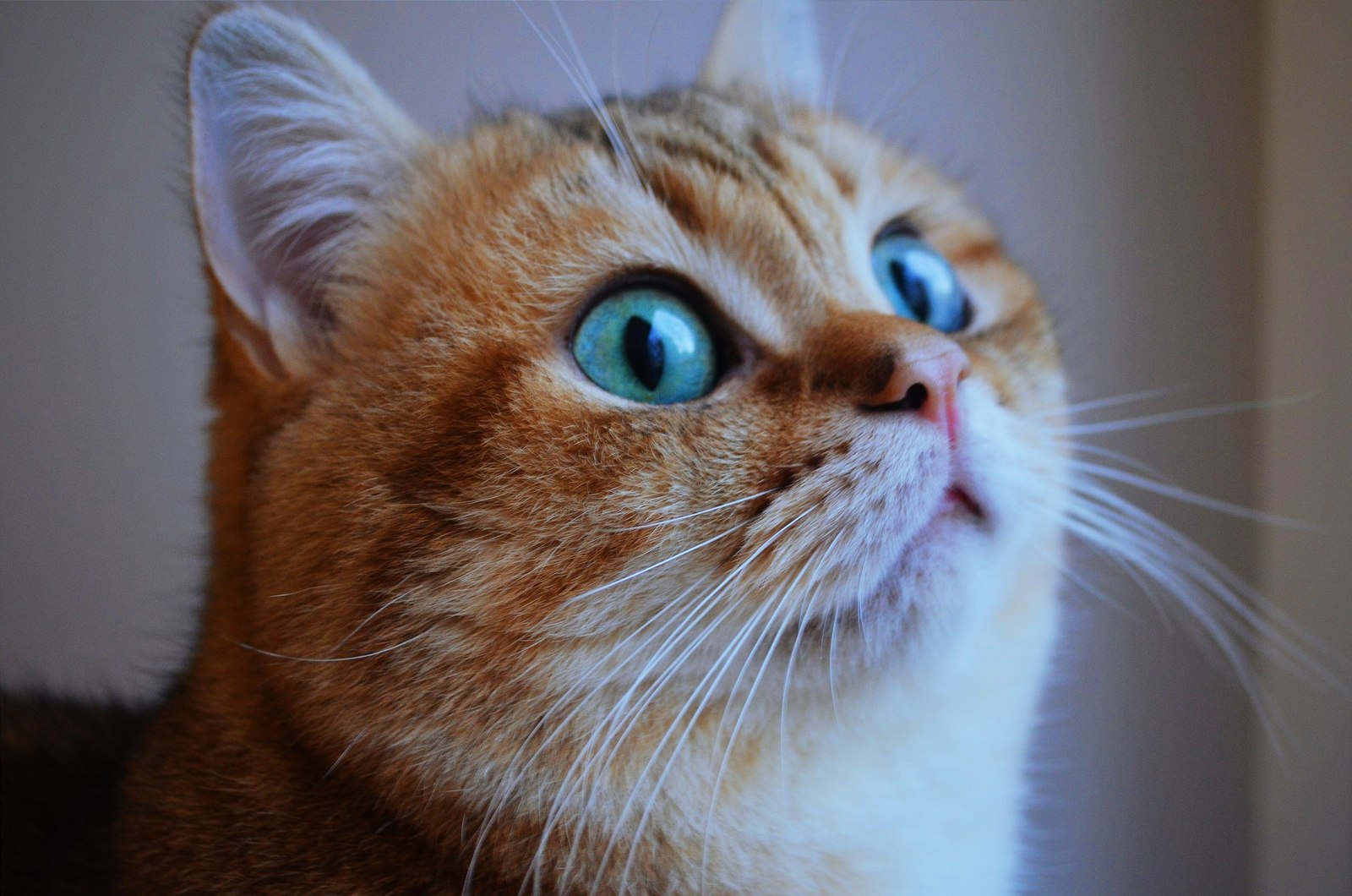 muzzle - Muzzle, Go nuts, cat, Astonishment, Homemade, Photo