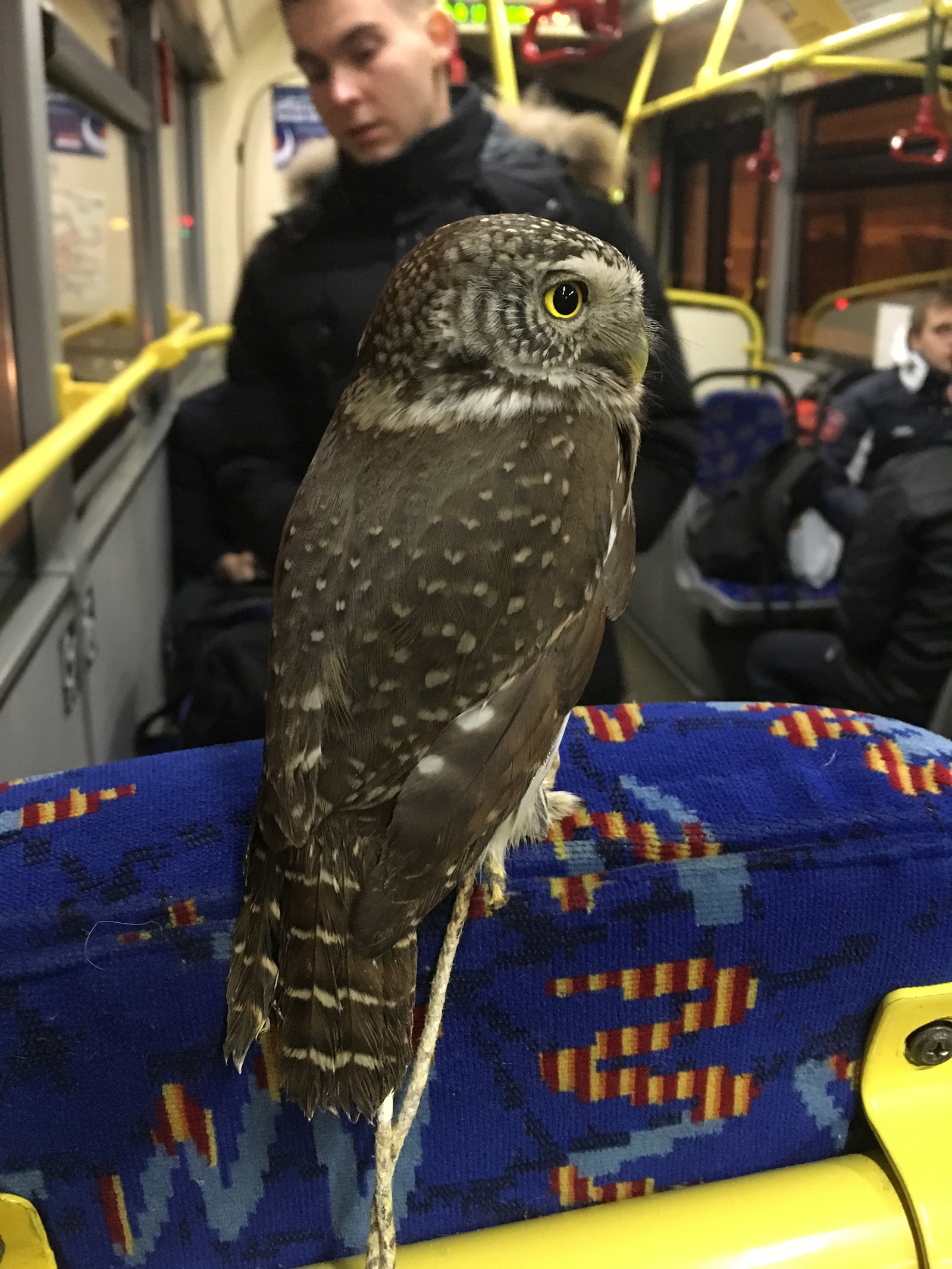 Owl on the bus - Owl, Owl, Bus, hand owl