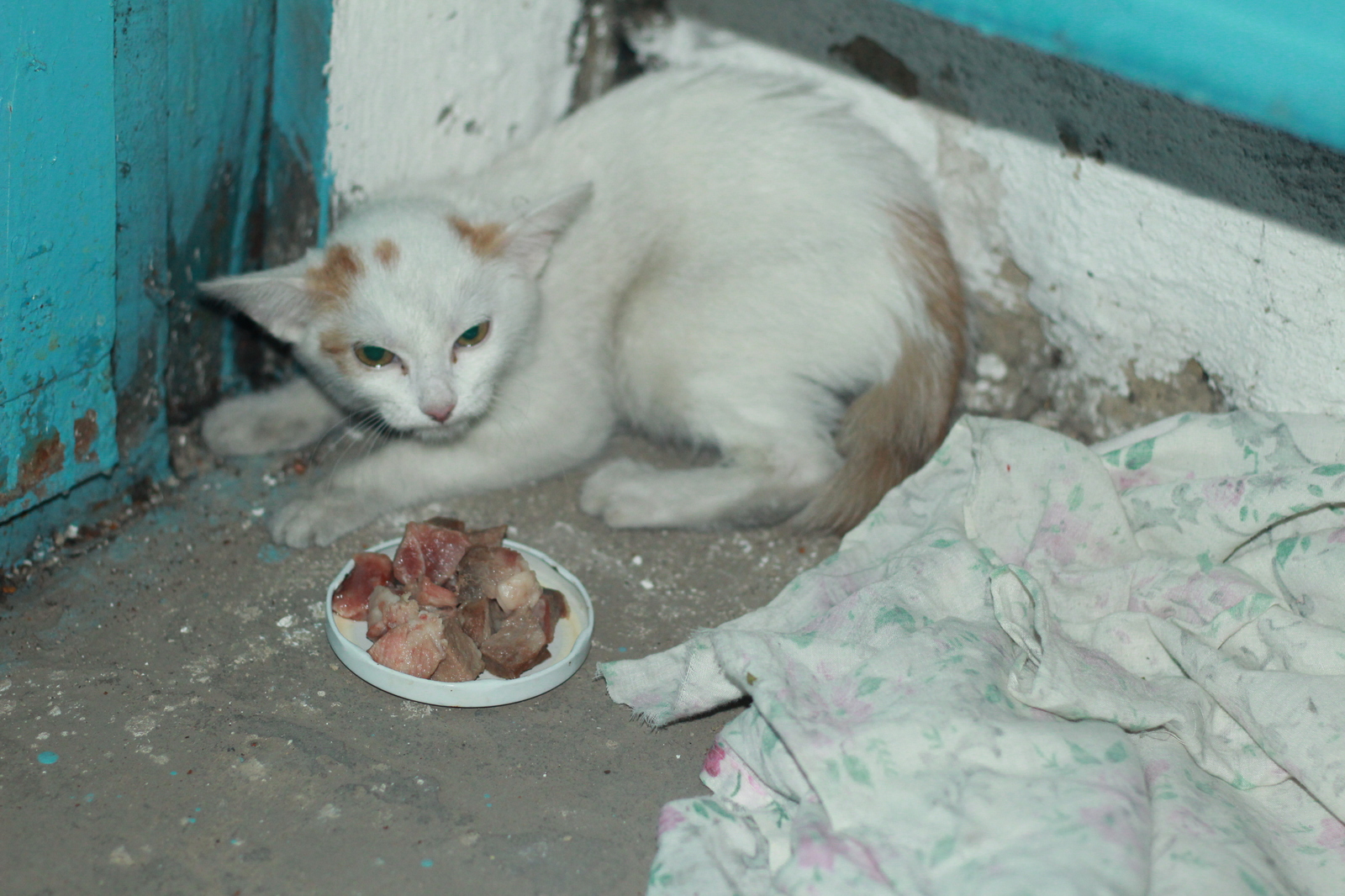 Leninsk-Kuznetsky, Polysaevo - , Lost, cat, Leninsk-Kuznetsky, Polysaevo, Text, Help