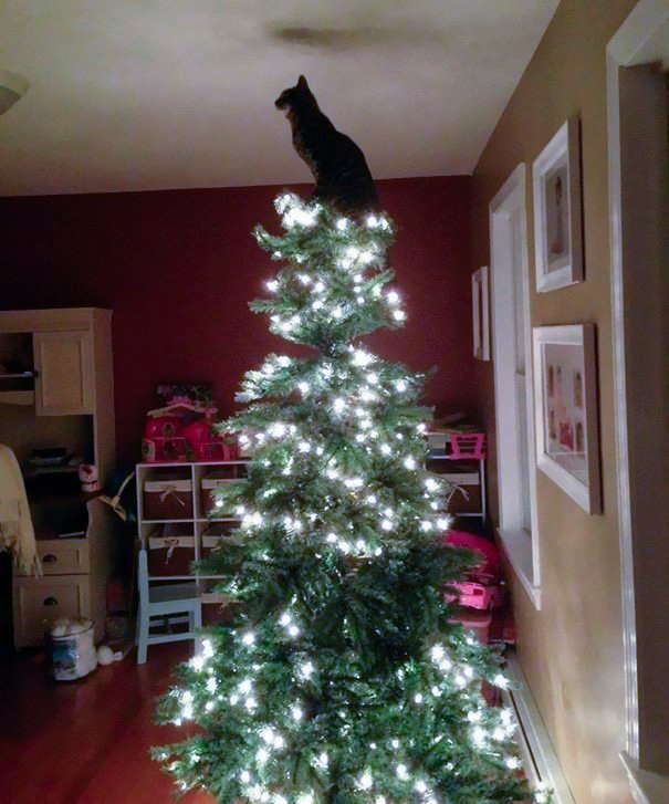 So that everyone knows who is the star in this house :) - cat, Christmas trees, New Year