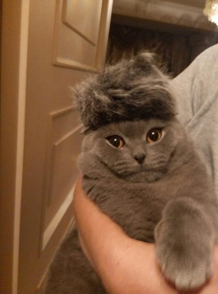 fur in fur - Fur, Cap, cat, Photo, Homemade