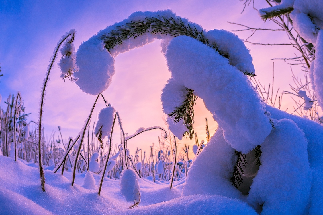 winter fantasies - Hare, Snow, Photo, Winter, Forest