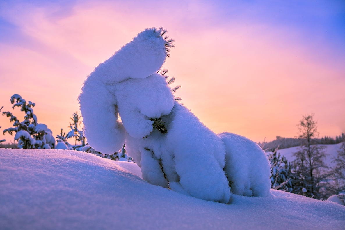 winter fantasies - Hare, Snow, Photo, Winter, Forest