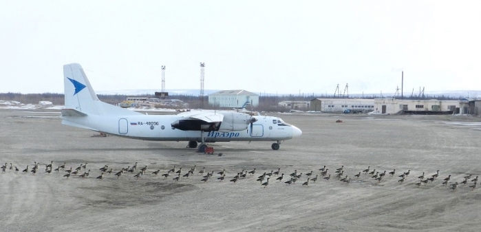 Preliminary. Takeoff is allowed. From the wing! - Yakutia, , Airplane, Birds, Гусь, Flight, Flock, Spring, Runway strip