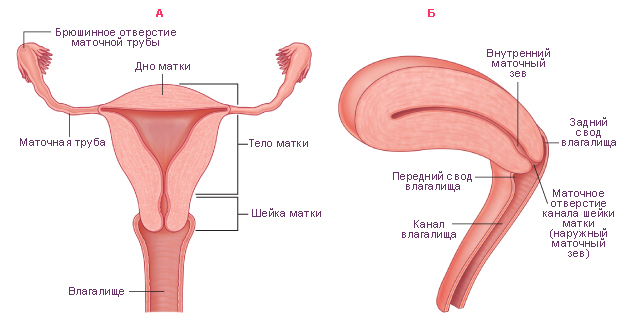 Горячие чирлидерши - NSFW, Длиннопост, Чирлидинг, Феминизм, Вопрос