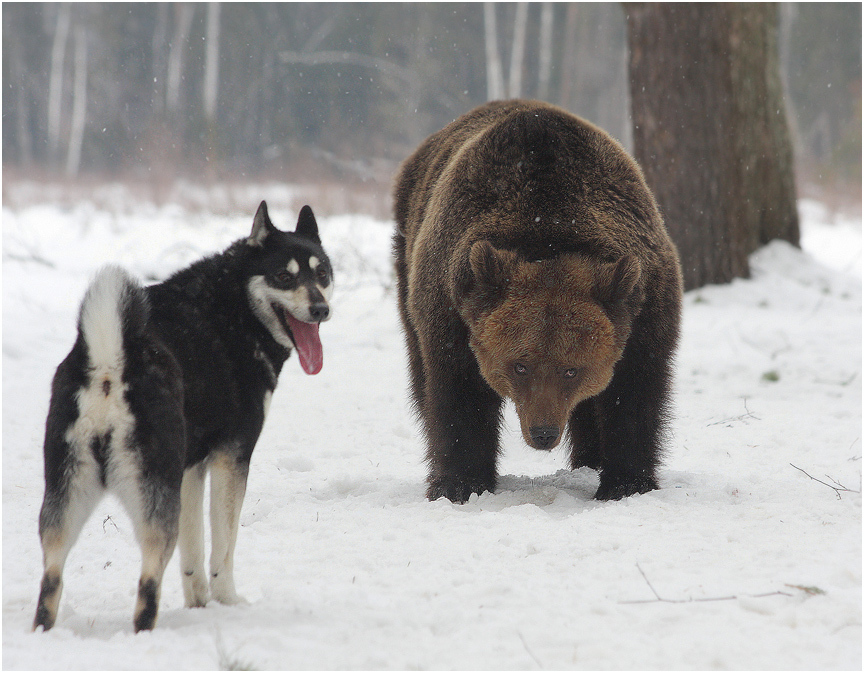 Meeting in the woods - Photo, Dog, The Bears