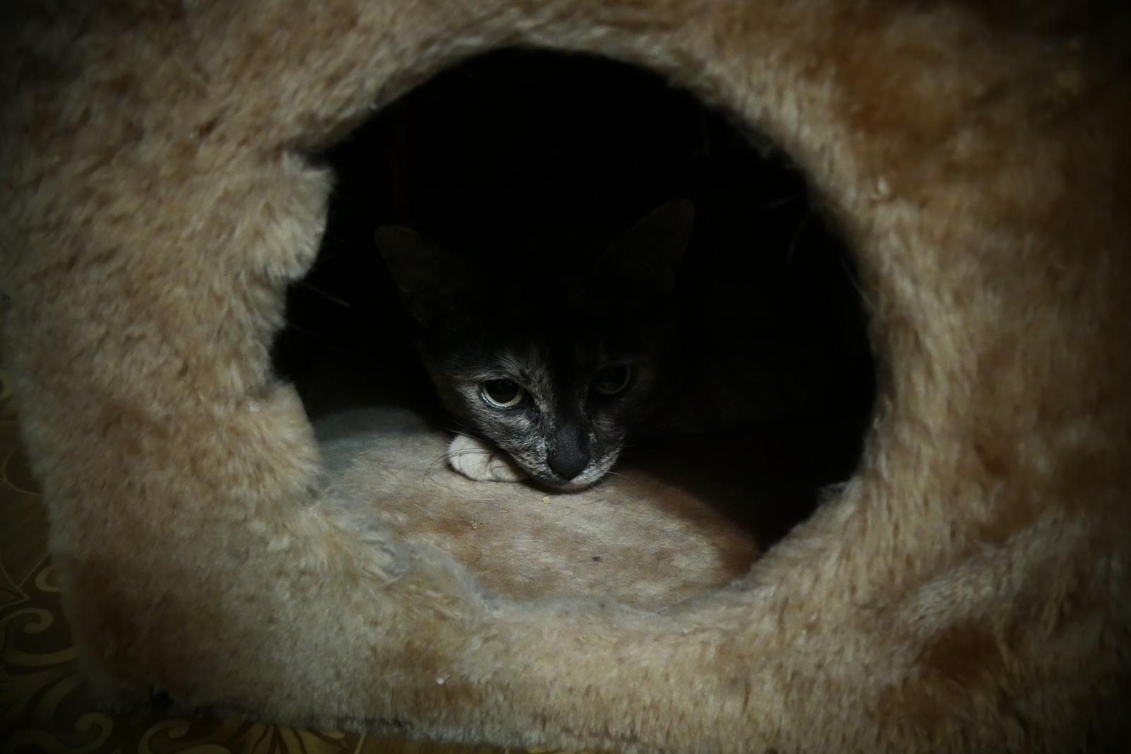 Rare frame - My, cat house, Suddenly, cat