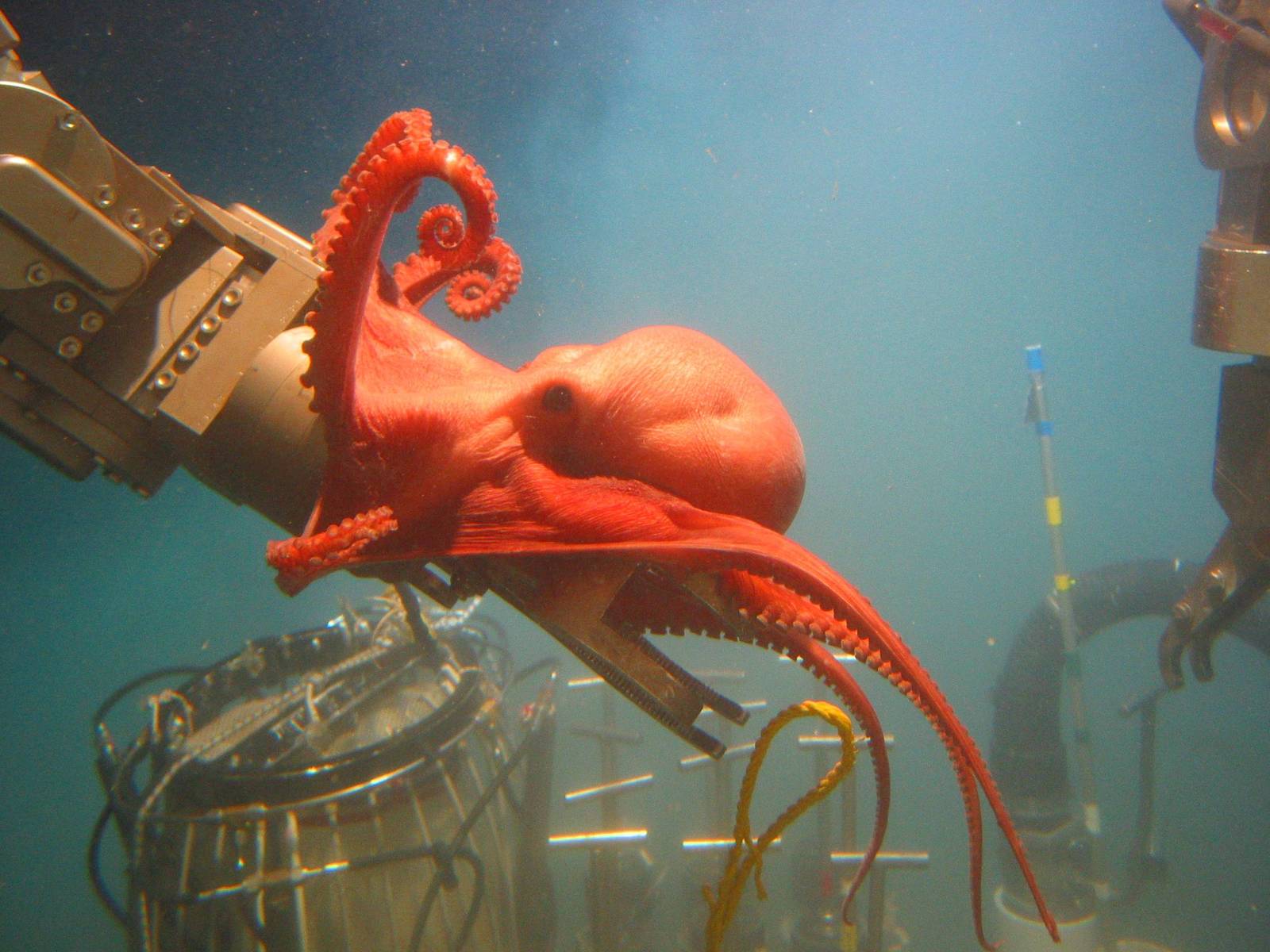 Curious octopus explores underwater equipment. - Photo, Nature, Octopus, Ocean