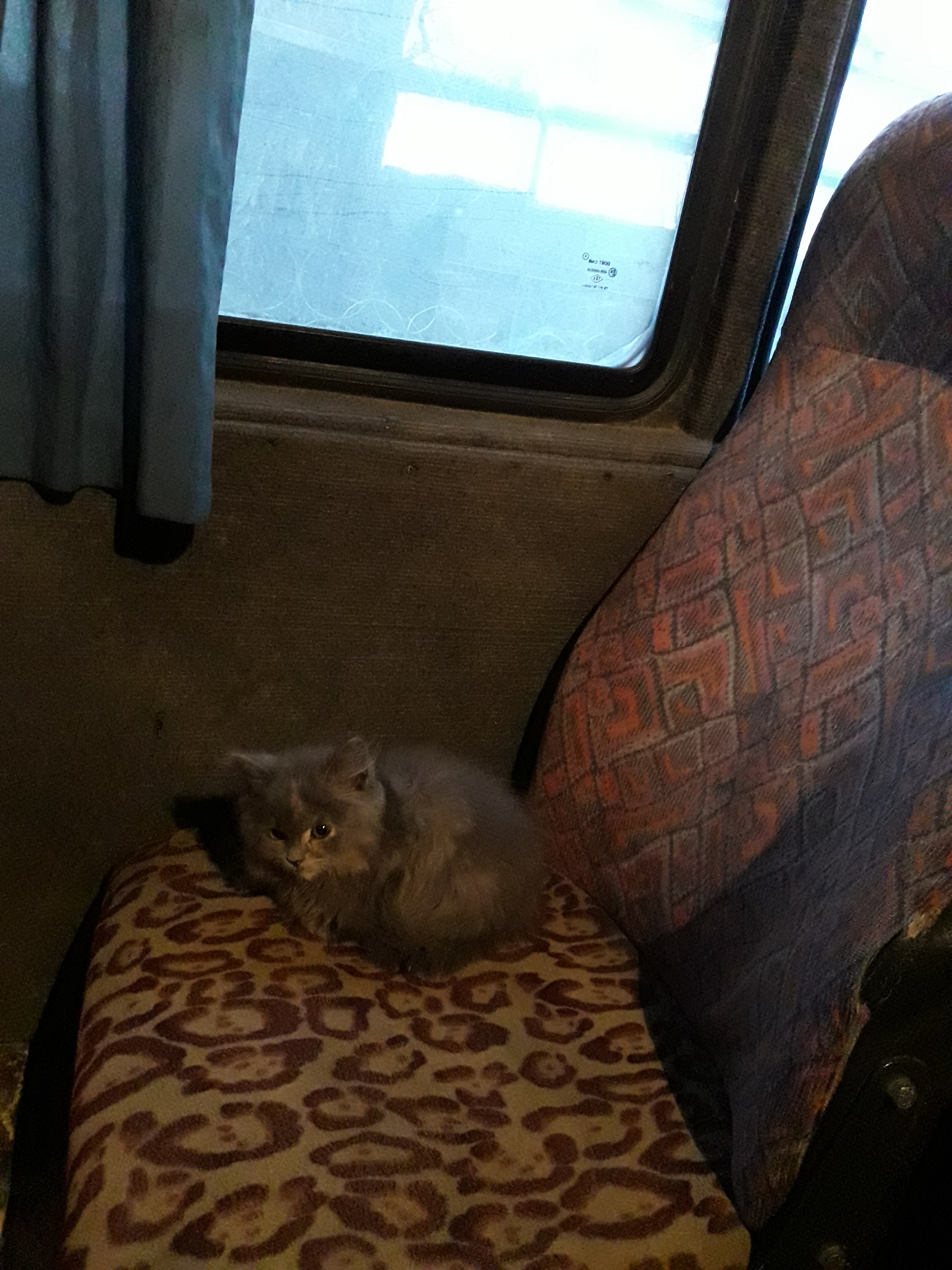 Special passenger on the bus - My, cat, Minibus, Travelers