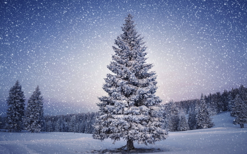 The official who cut down the fir tree at the pensioner resigned - Christmas trees, New Year, Retirees, Officials, Yarkovo