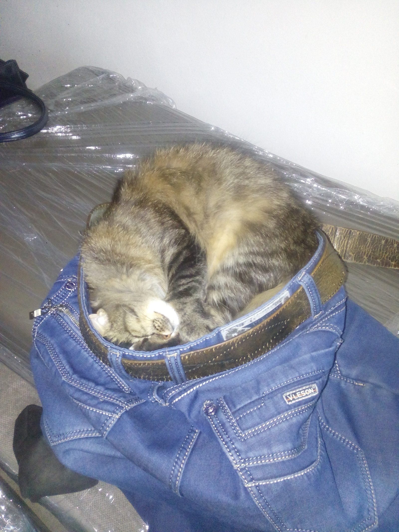 My size - My, cat, Jeans